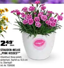 OBI Stauden-nelke pink kisses Angebot