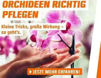 OBI Orchideen richtig pflegen Angebot