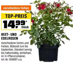 OBI Beet- und edelrosen Angebot