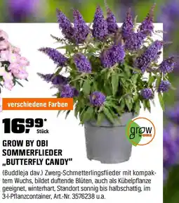 OBI Grow by obi sommerflieder butterfly candy Angebot