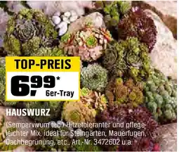 OBI Hauswurz Angebot