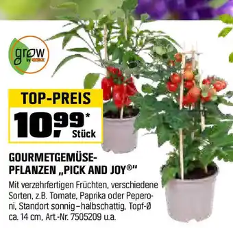 OBI Gourmetgemüse pflanzen pick and joy Angebot