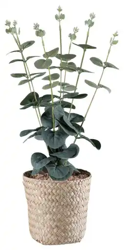 Mömax Modern Living Kunstpflanze Eukalyptus Angebot