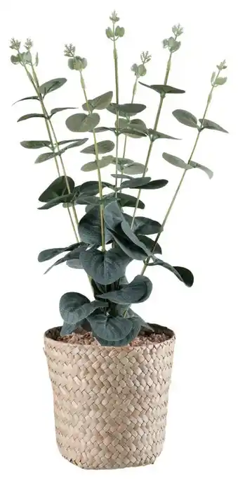Mömax Modern Living Kunstpflanze Eukalyptus Angebot