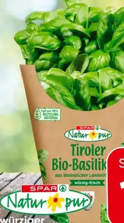 Eurospar Spar Natur pur Bio-Basilikum Angebot