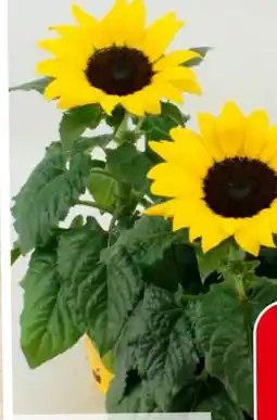 Eurospar Sonnenblume Angebot