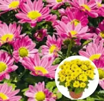 Hellweg Chrysanthemen Swifty Angebot