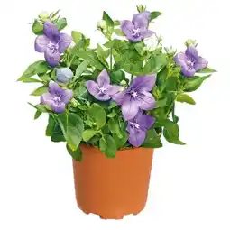 Hellweg Plantiflor Ballonblume Ton in Angebot