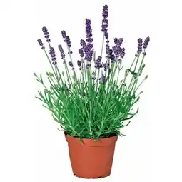 Hellweg Plantiflor Echter Lavendel Angebot