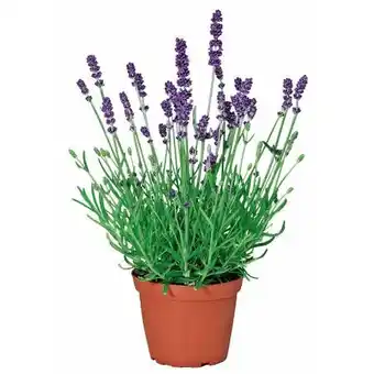 Hellweg Plantiflor Echter Lavendel Angebot