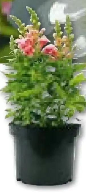 Hellweg Plantiflor Löwenmäulchen Angebot