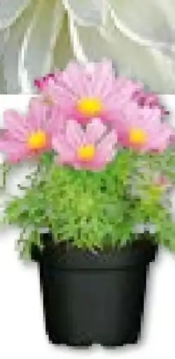 Hellweg Plantiflor Schmuckkörbchen Angebot