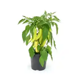 Hellweg Plantiflor Paprika Sweet Banana Angebot