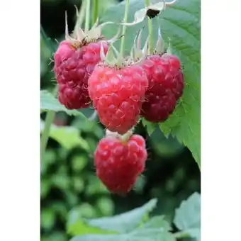 Hellweg Plantiflor Himbeere Tulameen Topf Angebot