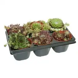 Hellweg Plantiflor Hauswurz Angebot