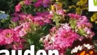 Bauhaus Echinacea Angebot