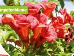 Bauhaus Campsis Radicans Angebot