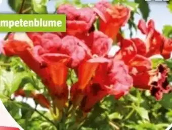 Bauhaus Campsis Radicans Angebot