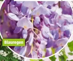 Bauhaus Wisteria Angebot
