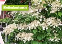 Bauhaus Hydrangea Petiolaris Angebot