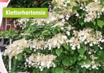 Bauhaus Hydrangea Petiolaris Angebot