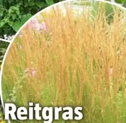 Bauhaus Reitgras Karl Foerster Angebot