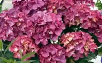 Bauhaus Hortensie Angebot
