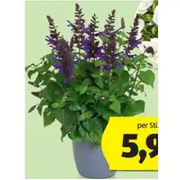 Hofer Blühendes Pflanzen-Sortiment versch. Sorten HOFER Angebot