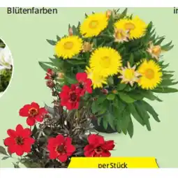 Hofer Strohblume/Dahlie versch. Blütenfarben HOFER Angebot