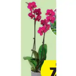 Hofer Orchidee versch. Blütenfarben HOFER Angebot
