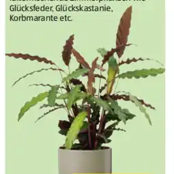 Hofer Grünpflanze versch. Sorten HOFER Angebot