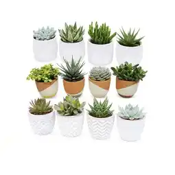 Hofer Sukkulente versch. Sorten HOFER Angebot