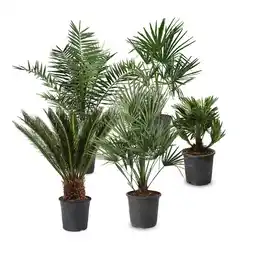 Hofer Outdoor-Palmenmix/ Strelitzie versch. Sorten HOFER Angebot