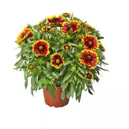 Hellweg Korkadenblume 589230 HELLWEG Angebot