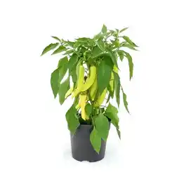 Hellweg Gemüsepflanzen versch. Sorten 351384 HELLWEG Angebot