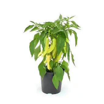 Hellweg Gemüsepflanzen versch. Sorten 351384 HELLWEG Angebot