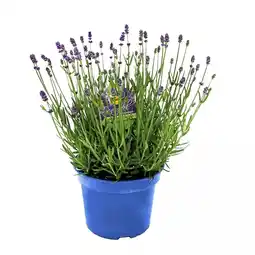 Hellweg Lavendel, Topf Ø 17 cm 66091 HELLWEG Angebot