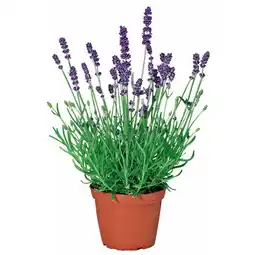 Hellweg Lavendel, Topf-Ø 11 cm 479614 HELLWEG Angebot