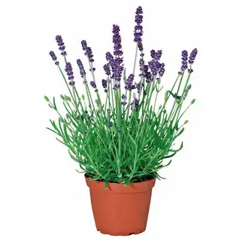 Hellweg Lavendel, Topf-Ø 11 cm 479614 HELLWEG Angebot
