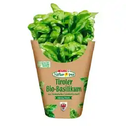 Eurospar würziger Bio-Basilikum Topf aus Österreich EUROSPAR Angebot