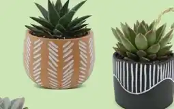 Hofer Sukkulenten Angebot