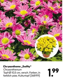 Hellweg Chrysantheme Swifty Angebot