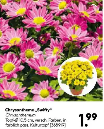 Hellweg Chrysantheme Swifty Angebot