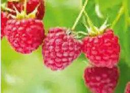 Hellweg BIO Beerenobst Angebot