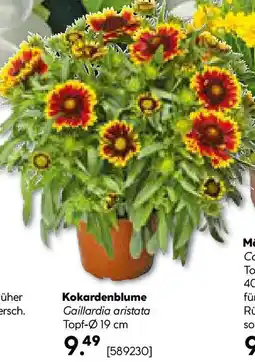 Hellweg Kokardenblume Angebot