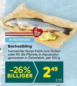 Billa Bachsaibling Angebot