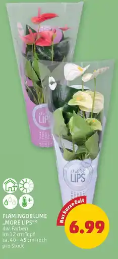PENNY Flamingoblume more lips Angebot