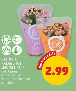 PENNY Gefüllte kalanchoe more lips Angebot