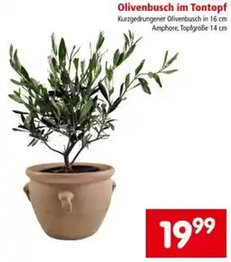 Interspar Olivenbusch im Tontopf Angebot