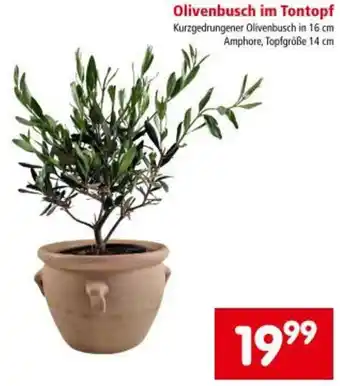 Interspar Olivenbusch im Tontopf Angebot